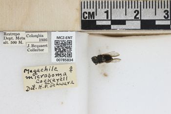 Media type: image;   Entomology 785834 Aspect: labels